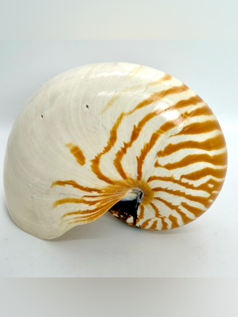 6” Nautilus Shell Tiger Striped Coastal Decor Accent READ Description - Picture 4 of 15